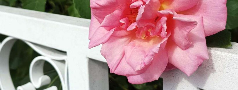 N°4 | Les jardins des uns font le bonheur des&nbsp;marcheurs